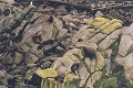 Cape Foulwind Seal Colony